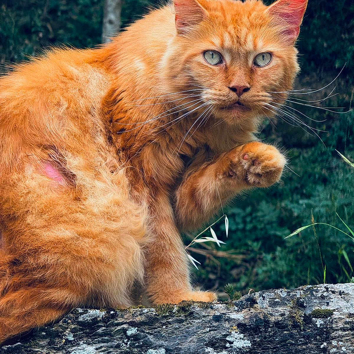 Pablo