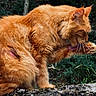 Pablo a rejoint le concours — aidez-le/la à gagner de superbes lots ! cat, orange_cat, grooming, licking, paw, fur, fluffy, outdoor, nature, rock, moss, whiskers, animal, mammal, pet, wildlife, close_up, tongue, forest, feline