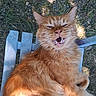Pablo a rejoint le concours — aidez-le/la à gagner de superbes lots ! cat, orange_cat, fluffy, whiskers, outdoor, grass, wooden_chair, animal, pet, feline, mouth_open, teeth, relaxed, sitting, sunlight, nature, closeup, fur, daylight, cute
