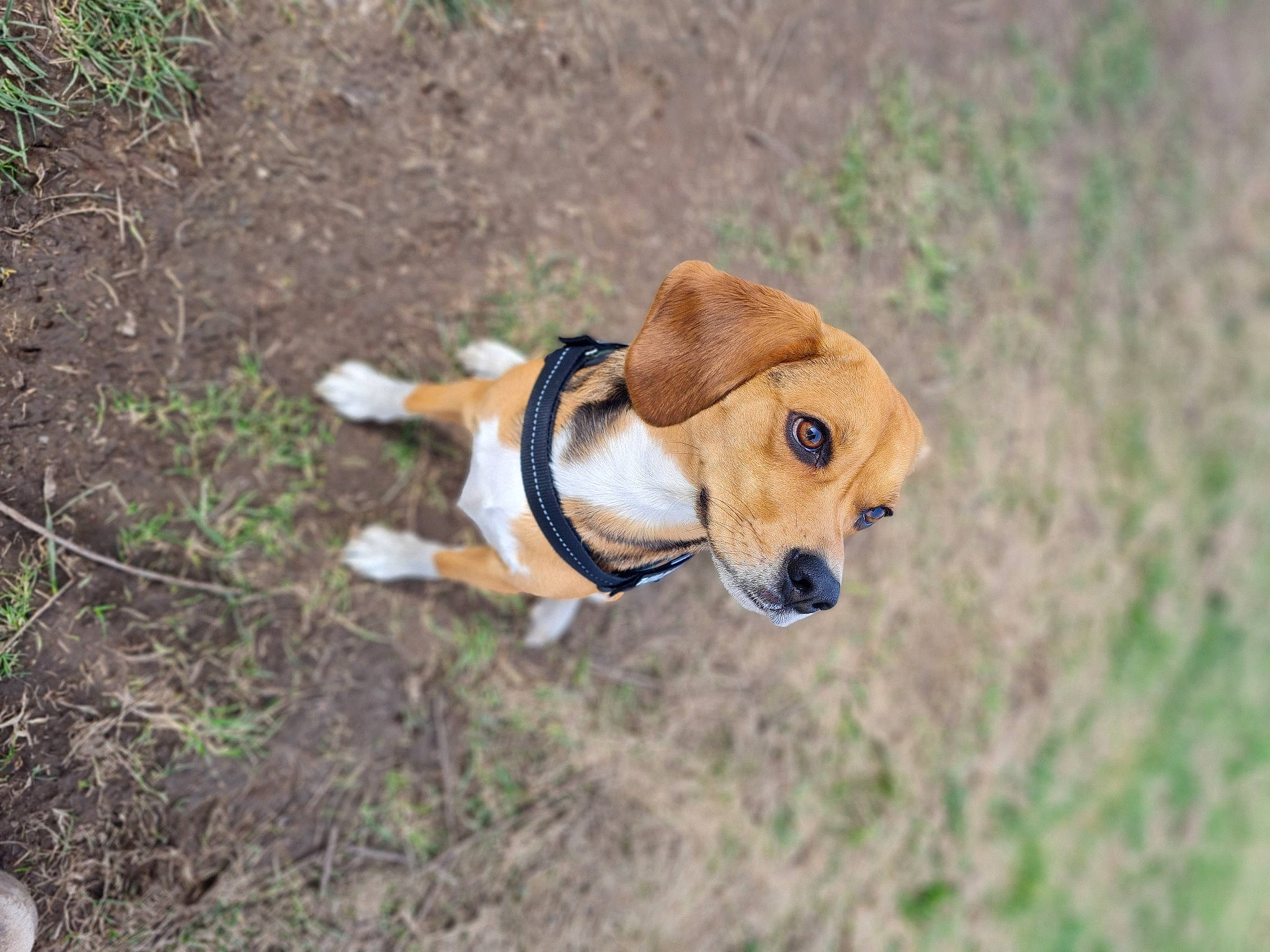 Lexa participe au concours pour gagner de l'argent avec cette photo : canidae, carnivore, collar, companion_dog, dog, dog_breed, dog_clothes, dog_collar, dog_supply, fawn, grass, liver, pet_supply, snout, soil, sporting_group, tail, terrestrial_animal, whiskers, working_animal