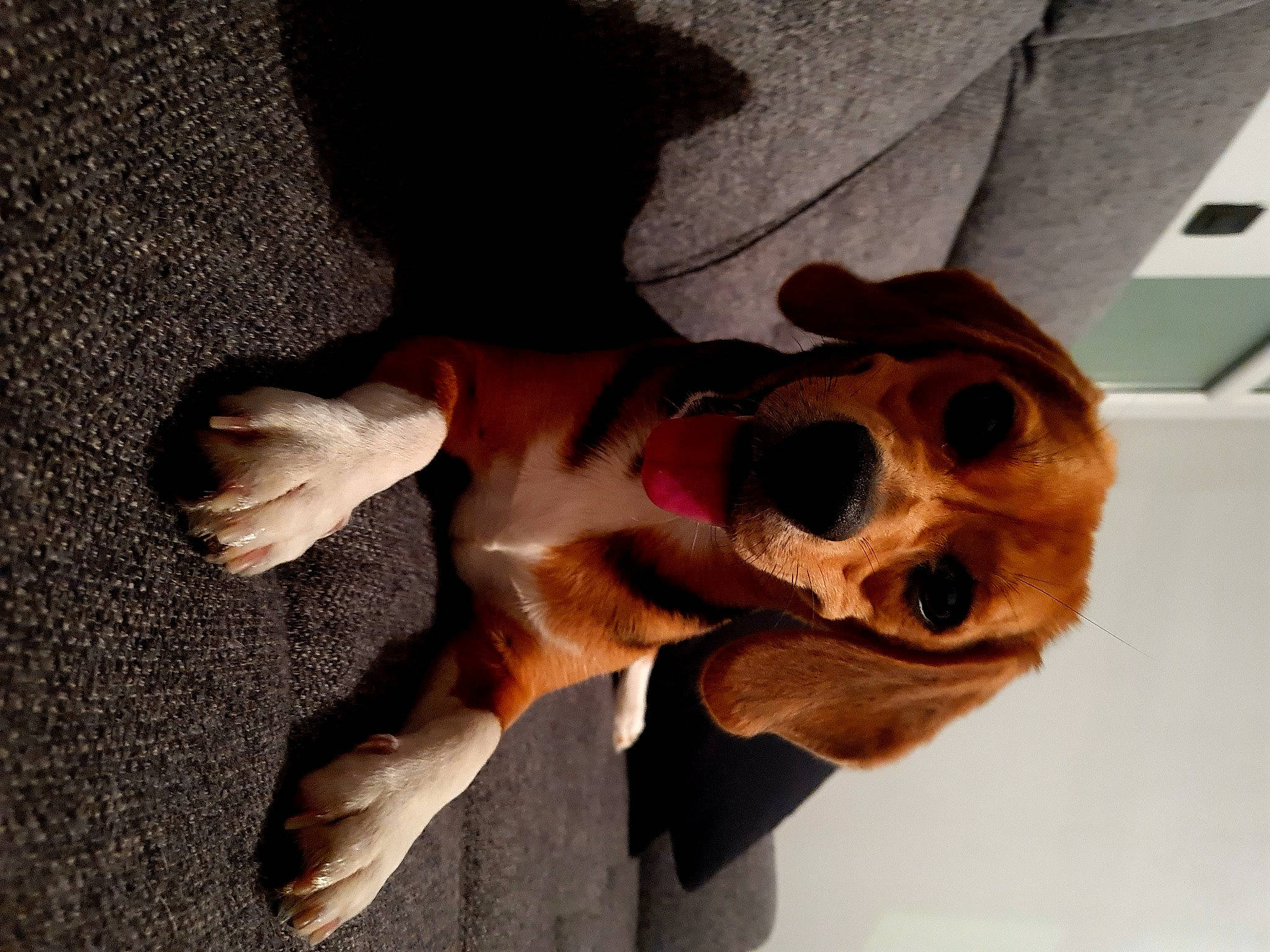 Lexa participe au concours pour gagner de l'argent avec cette photo : art, canidae, carnivore, collar, companion_dog, dog, dog_breed, ear, eyewear, fawn, fur, leash, scent_hound, selfie, snout, sporting_group, sunglasses, toy, wood, working_animal