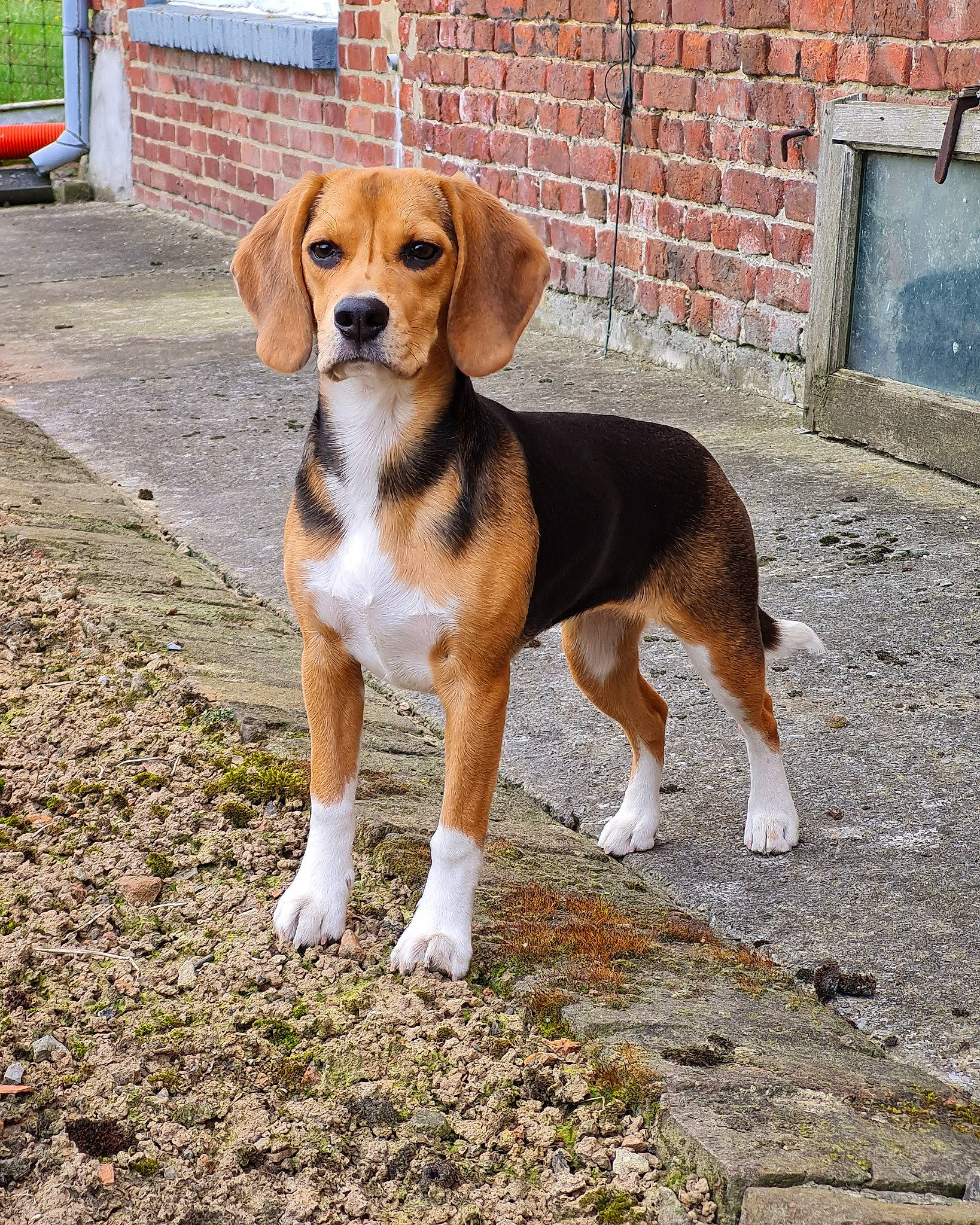 Lexa participe au concours pour gagner de l'argent avec cette photo : beaglier, brick, brickwork, carnivore, companion_dog, dog, dog_breed, door, fawn, hound, hunting_dog, mortar, plant, road_surface, scent_hound, sporting_group, tail, terrestrial_animal, working_animal, working_dog