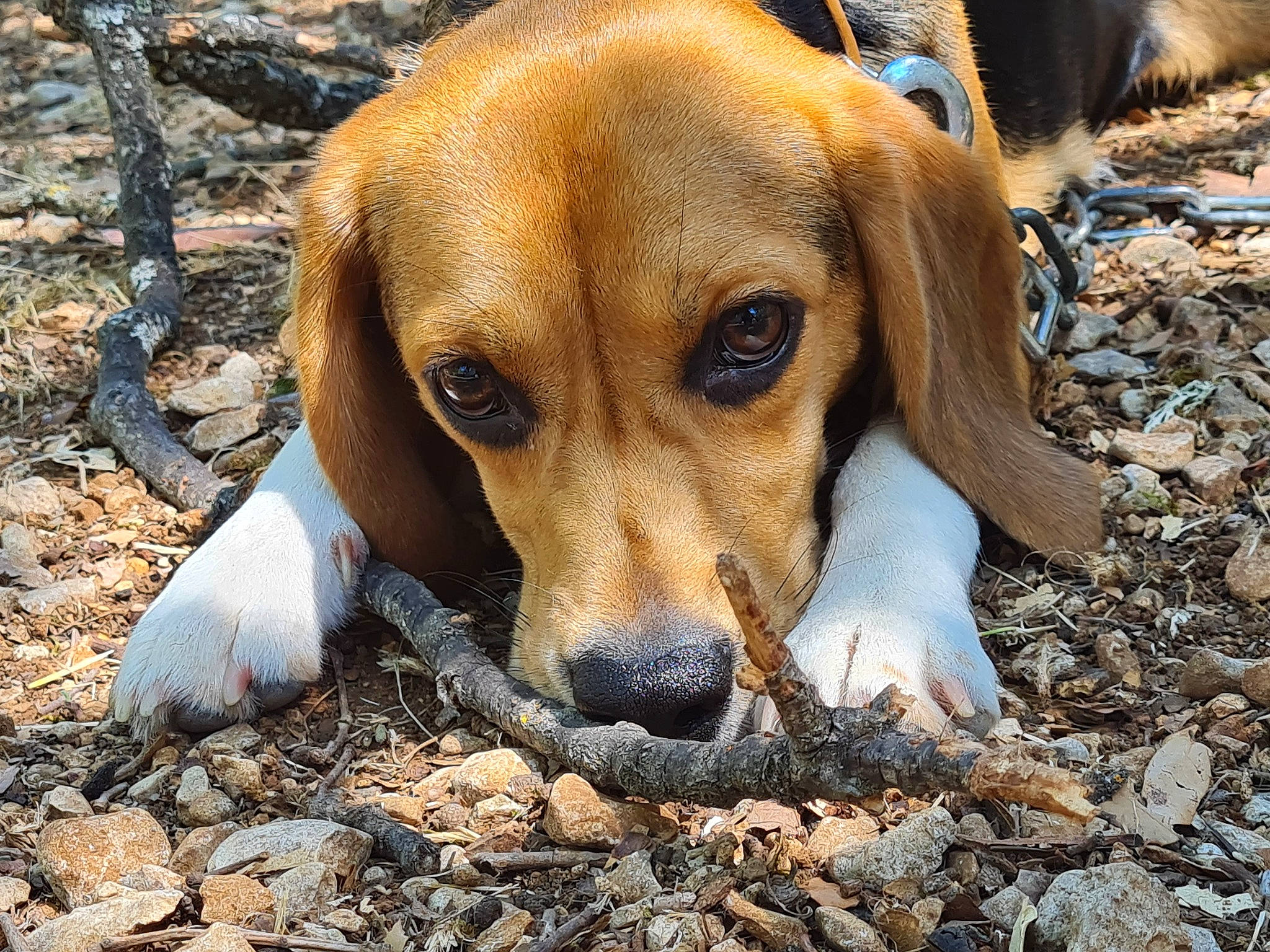 Lexa participe au concours pour gagner de l'argent avec cette photo : canidae, carnivore, companion_dog, dog, dog_breed, fawn, finnish_hound, grass, hound, hunting_dog, paw, plant, puppy, scent_hound, snout, soil, sporting_group, terrestrial_animal, wildlife, working_animal