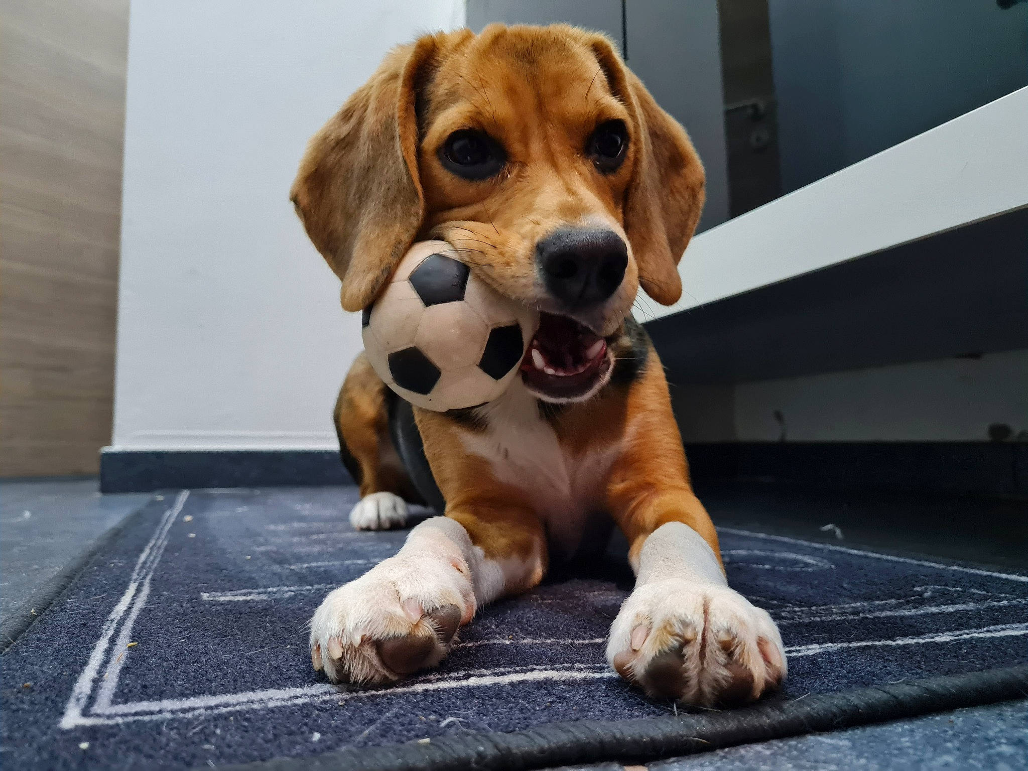 Lexa a rejoint le concours — aidez-le/la à gagner de superbes lots ! asphalt, ball, canidae, carnivore, companion_dog, dog, dog_breed, fawn, flooring, football, hound, liver, paw, road_surface, scent_hound, snout, sporting_group, terrestrial_animal, whiskers, working_animal