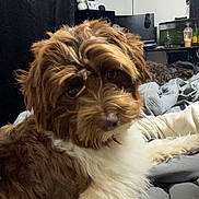 Harley is registered to the contest to win money with this photo: dog, brown, white, fluffy, bed, blanket, indoor, pet, furry, cute, animal, relaxed, cozy, living_room, television, desk, cup, curious, fur, companion