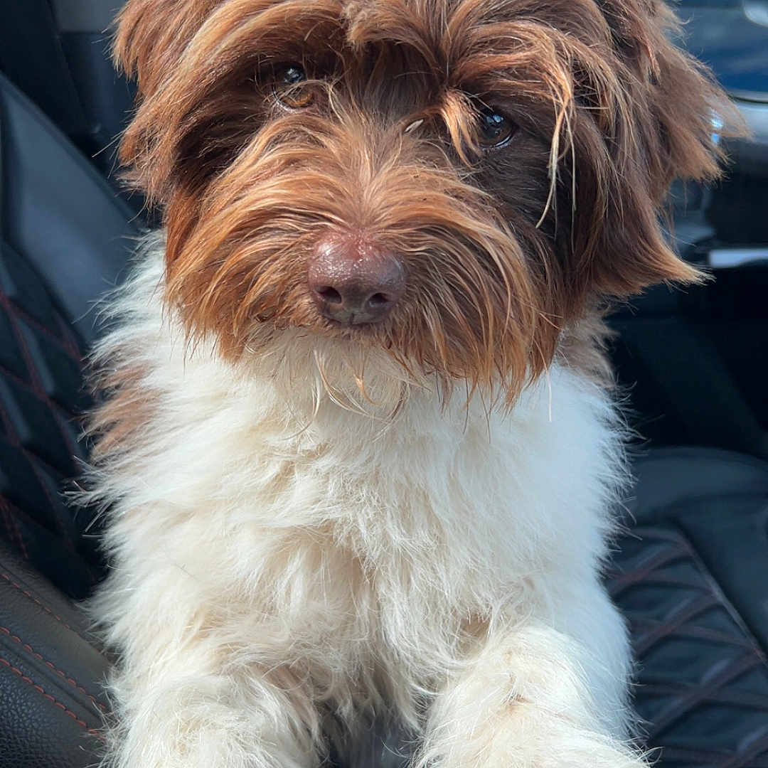 Harley joined the competition — help win amazing prizes! adorable, animal, brown_fur, canine, car_seat, close_up, companion, cute, dog, fluffy, furry, indoor, looking_at_camera, paws, pet, portrait, seat, transport, travel, white_fur