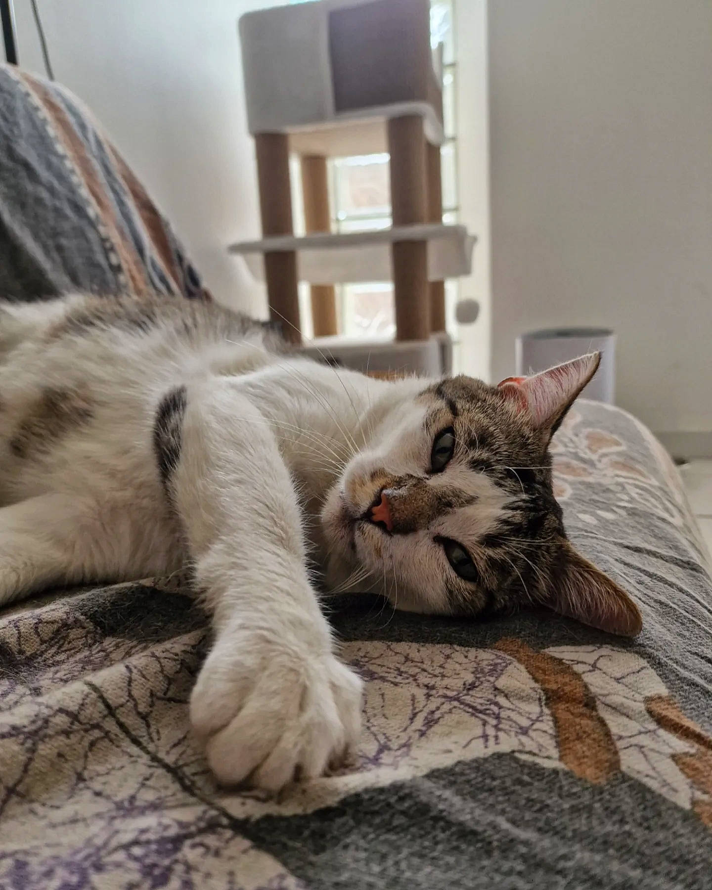 Aldo participe au concours pour gagner de l'argent avec cette photo : bed, carnivore, cat, claw, comfort, domestic_short_haired_cat, felidae, flooring, fur, grey, linens, nap, paw, room, small_to_medium_sized_cats, snout, tail, terrestrial_animal, whiskers, wood