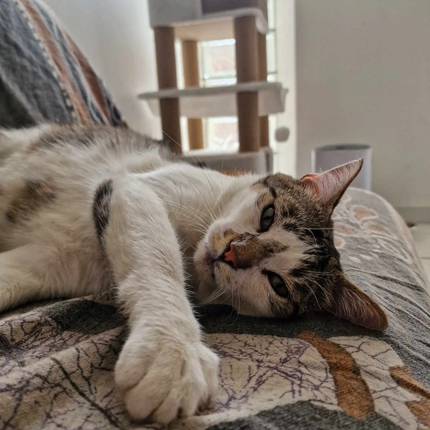 Aldo