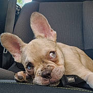 Frozen a rejoint le concours — aidez-le/la à gagner de superbes lots ! adorable, animal, canine, car_seat, close_up, cute, dog, domestic_animal, ears, face, french_bulldog, fur, indoor, leash, mammal, pet, puppy, resting, seatbelt, young