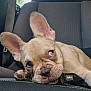 adorable, animal, canine, car_seat, close_up, cute, dog, domestic_animal, ears, face, french_bulldog, fur, indoor, leash, mammal, pet, puppy, resting, seatbelt, young
