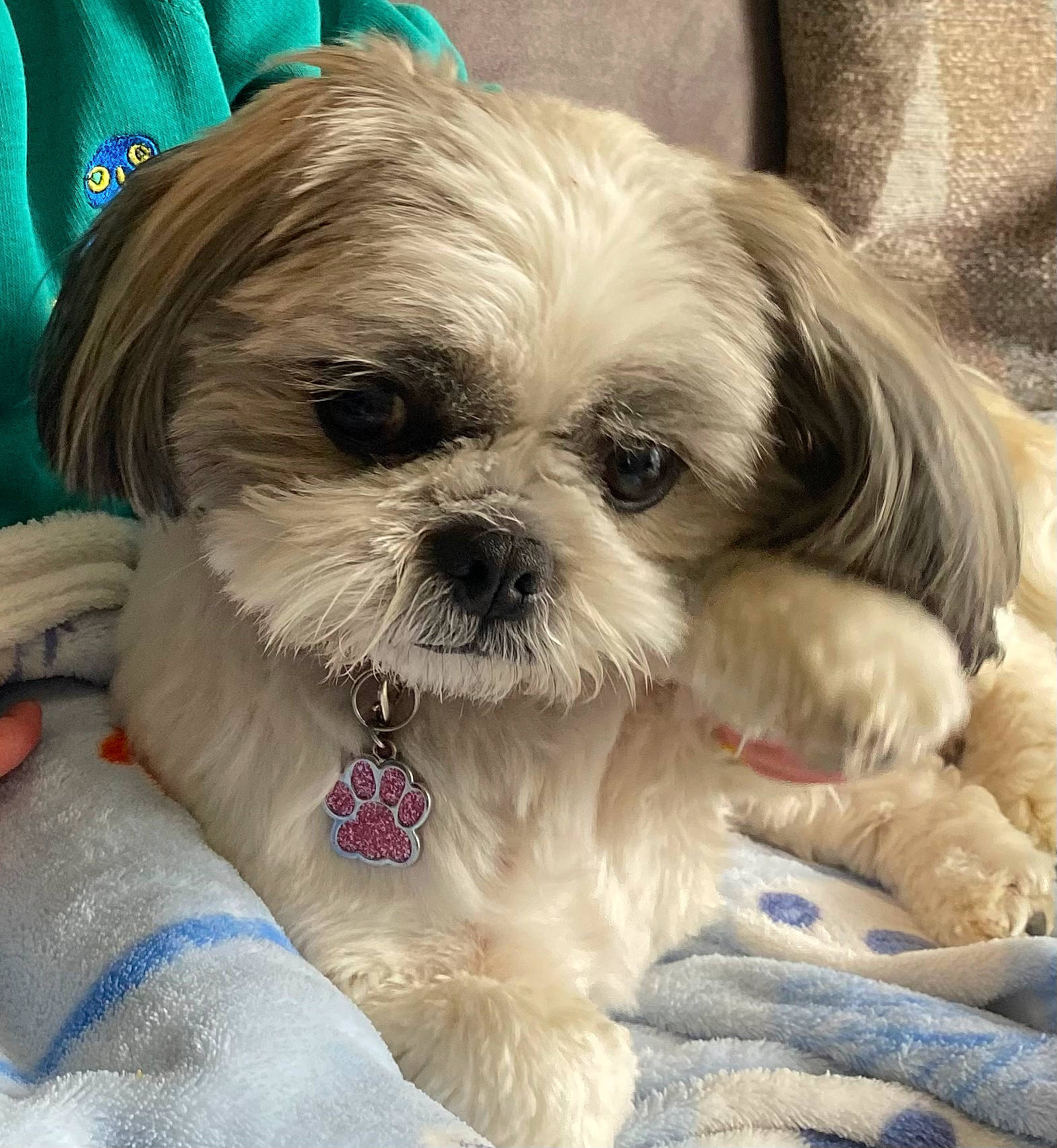 Bobbie joined the competition — help win amazing prizes! canidae, carnivore, comfort, companion_dog, dog, dog_breed, dog_supply, ear, fawn, fur, head, liver, maltepoo, pet_supply, plant, shih_tzu, snout, sporting_group, toy_dog, working_animal