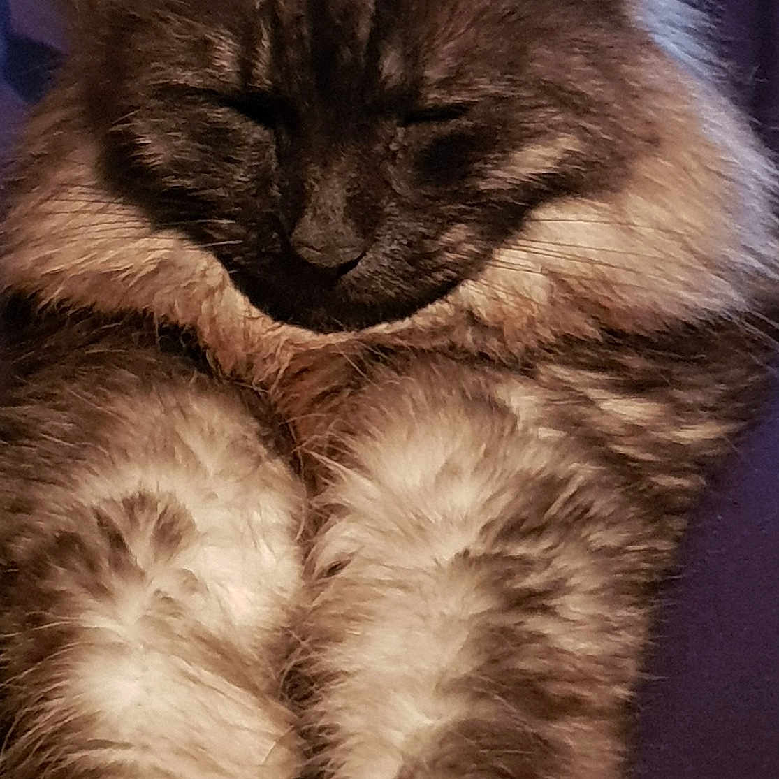 Misty joined the competition — help win amazing prizes! british_semi_longhair, carnivoran, cat, cat_like_mammal, domestic_long_haired_cat, domestic_short_haired_cat, fur, kitten, mammal, norwegian_forest_cat, ragdoll, siberian, small_to_medium_sized_cats, snout, whiskers