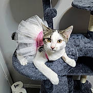 Tuna joined the competition — help win amazing prizes! cat, kitten, tutu, pink, costume, cat_tree, gray, furniture, indoor, pet, animal, curious, playful, resting, ears, whiskers, floor, toilet_paper, household, cute