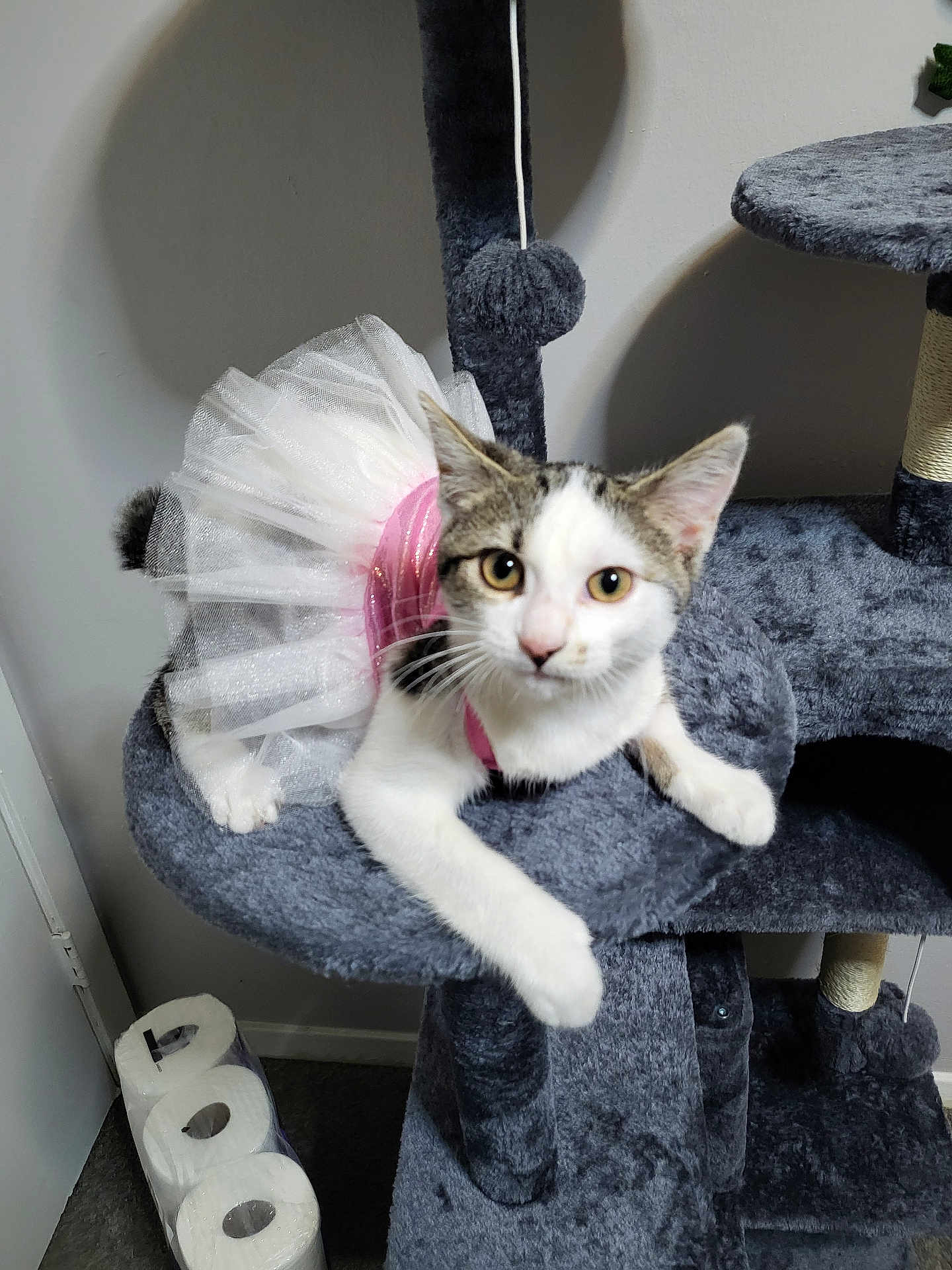 Tuna joined the competition — help win amazing prizes! cat, kitten, tutu, pink, costume, cat_tree, gray, furniture, indoor, pet, animal, curious, playful, resting, ears, whiskers, floor, toilet_paper, household, cute