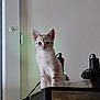 cat, animal, pet, indoor, aquarium, tank, curious, perched, looking, ears, white_cat, feline, domestic_cat, face, eyes, sitting, glass, room, minimalist, background