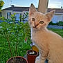 Aïka a rejoint le concours — aidez-le/la à gagner de superbes lots ! kitten, cat, animal, pet, outdoor, plant, potted_plant, greenery, grass, sunlight, garden, fence, house, sky, daylight, curious, young_animal, whiskers, ears, fur
