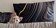 Aïka participe au concours pour gagner de l'argent avec cette photo : kitten, cat, couch, pillow, curious, peeking, indoor, beige, black, gold, gray, striped, pattern, pet, animal, cute, soft, cozy, home, furniture