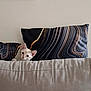 kitten, cat, couch, pillow, curious, peeking, indoor, beige, black, gold, gray, striped, pattern, pet, animal, cute, soft, cozy, home, furniture