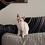 Aïka participe au concours pour gagner de l'argent avec cette photo : kitten, cat, pet, feline, indoor, couch, furniture, blanket, curious, sitting, ears, whiskers, young, animal, domestic, cute, home, living_room, gray, striped