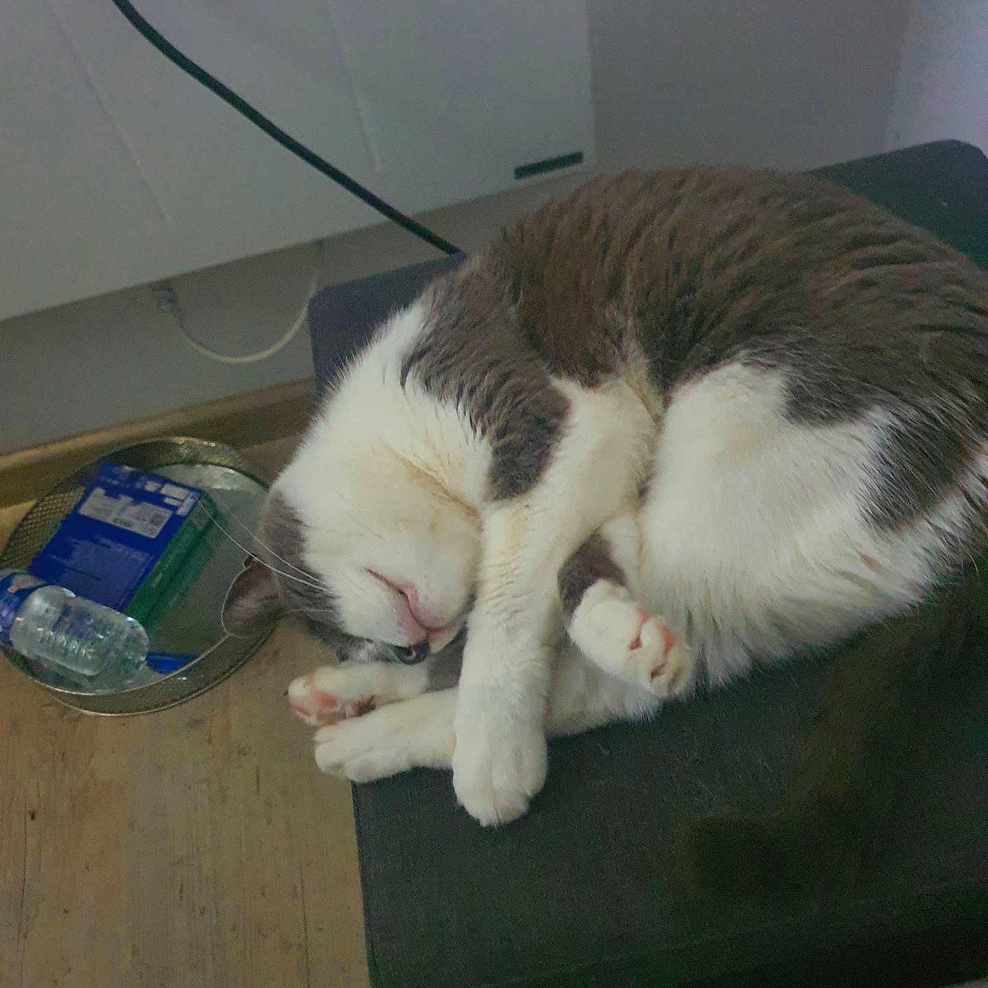 Yann Chauvet a rejoint le concours — aidez-le/la à gagner de superbes lots ! animal, basket, cat, cozy, curled_up, cushion, cute, domestic_animal, fur, home, indoor, paws, pet, plastic_bottle, quiet, relaxed, resting, sleeping, white_and_gray, wooden_floor