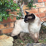 Bellamy joined the competition — help win amazing prizes! cat, siamese_cat, animal, outdoor, garden, brick_wall, rocks, greenery, leaves, fur, blue_eyes, alert, nature, pet, mammal, whiskers, side_view, standing, ground, daylight