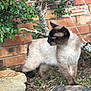 cat, siamese_cat, animal, outdoor, garden, brick_wall, rocks, greenery, leaves, fur, blue_eyes, alert, nature, pet, mammal, whiskers, side_view, standing, ground, daylight