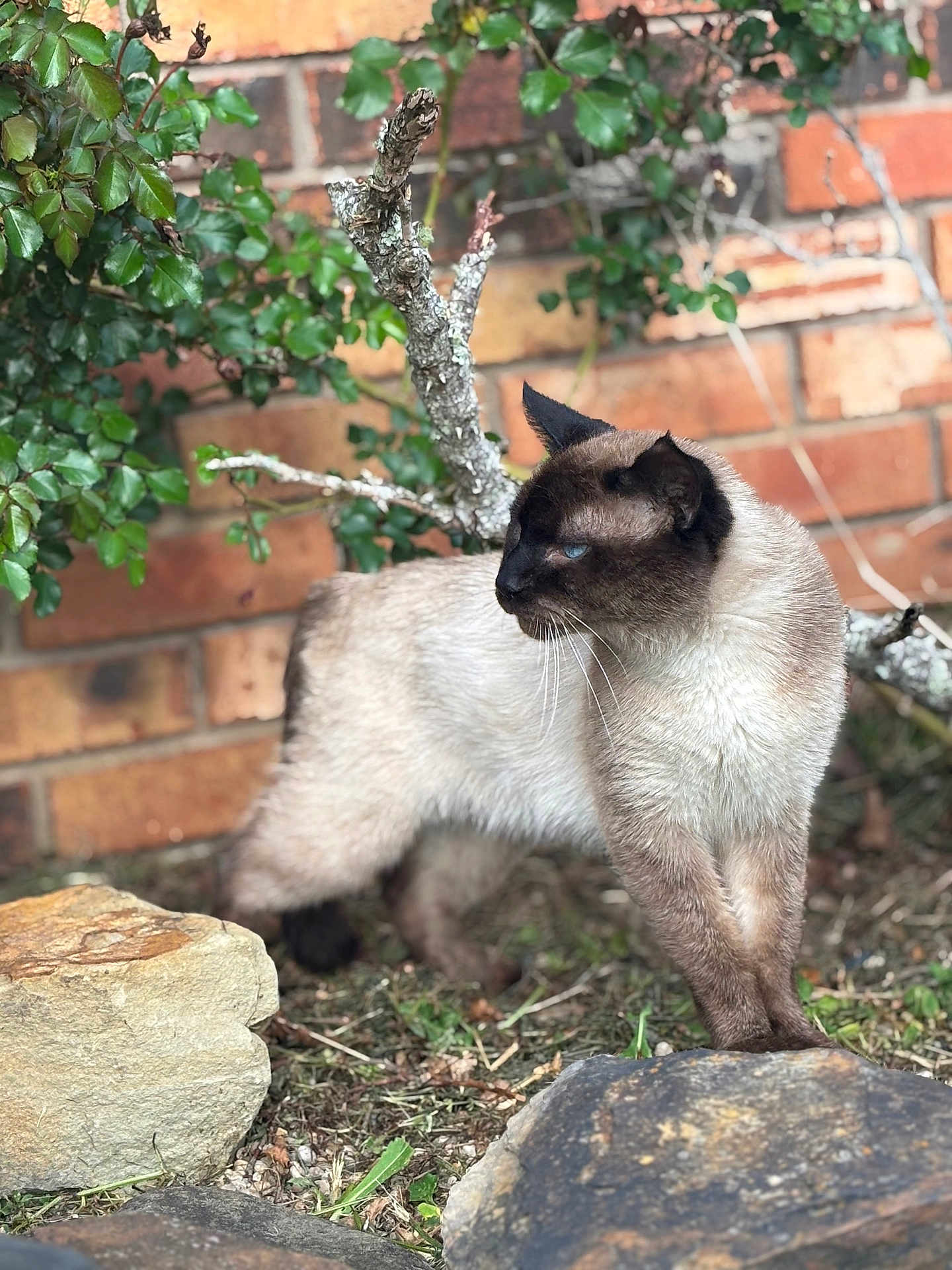 Bellamy joined the competition — help win amazing prizes! cat, siamese_cat, animal, outdoor, garden, brick_wall, rocks, greenery, leaves, fur, blue_eyes, alert, nature, pet, mammal, whiskers, side_view, standing, ground, daylight