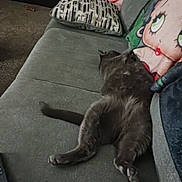 Mufasa is registered to the contest to win money with this photo: cat, gray_cat, couch, sofa, pillow, cartoon_pillow, indoor, resting, relaxed, pet, feline, fur, animal, home, living_room, cozy, sprawled, tail, paw, carpet