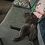 cat, gray_cat, couch, sofa, pillow, cartoon_pillow, indoor, resting, relaxed, pet, feline, fur, animal, home, living_room, cozy, sprawled, tail, paw, carpet