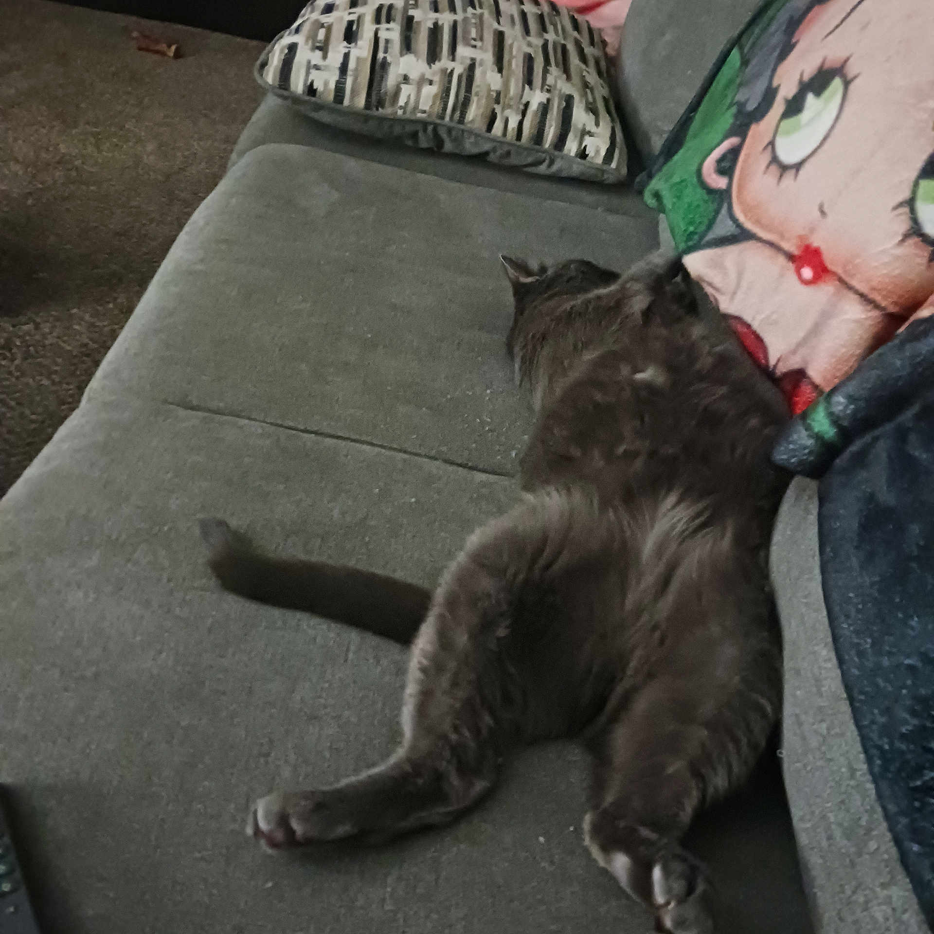 Mufasa is registered to the contest to win money with this photo: cat, gray_cat, couch, sofa, pillow, cartoon_pillow, indoor, resting, relaxed, pet, feline, fur, animal, home, living_room, cozy, sprawled, tail, paw, carpet