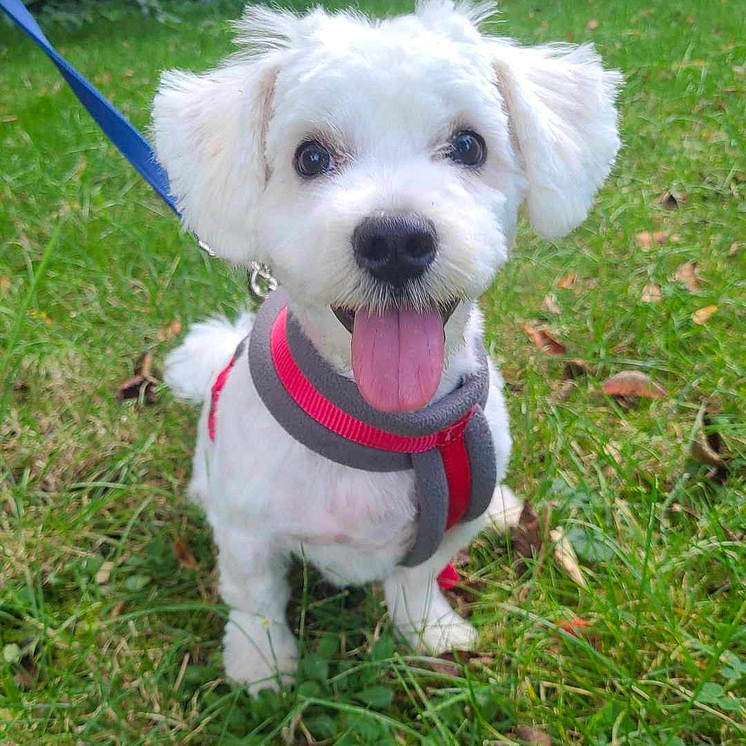 Volko a rejoint le concours — aidez-le/la à gagner de superbes lots ! accessories, animal, canine, dog, formalwear, grass, lawn, leash, nature, outdoors, pet, plant, poodle, puppy, strap, tie, tree, vegetation, whitedog, yard