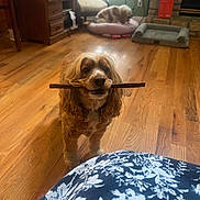 Mabel is registered to the contest to win money with this photo: dog, pet, wooden_floor, indoor, furniture, chew_stick, pet_bed, window, blinds, fireplace, stone, couch, chair, room, flooring, animal, brown, cozy, relaxed, companion