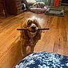 dog, pet, wooden_floor, indoor, furniture, chew_stick, pet_bed, window, blinds, fireplace, stone, couch, chair, room, flooring, animal, brown, cozy, relaxed, companion