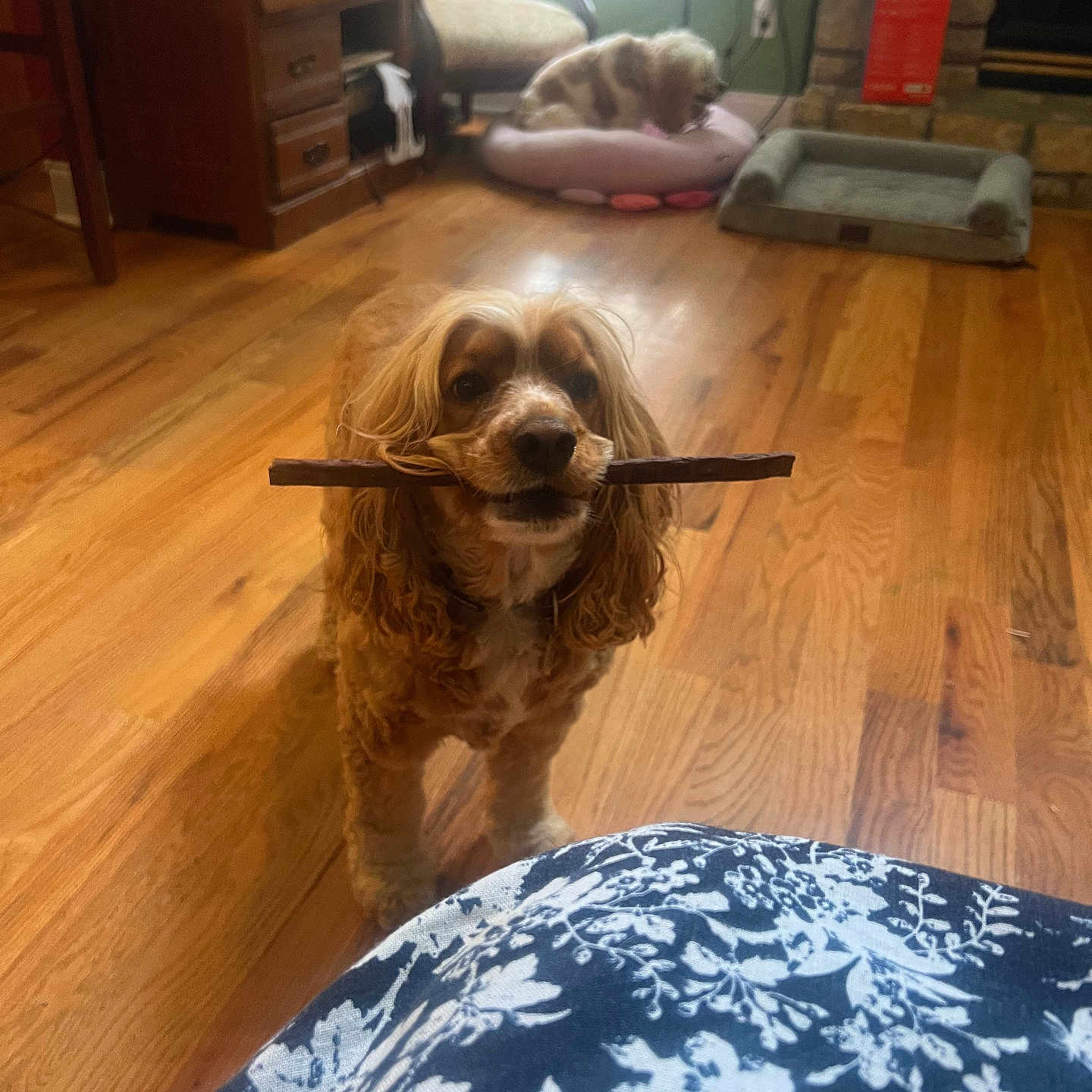 Mabel is registered to the contest to win money with this photo: dog, pet, wooden_floor, indoor, furniture, chew_stick, pet_bed, window, blinds, fireplace, stone, couch, chair, room, flooring, animal, brown, cozy, relaxed, companion
