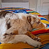 Arthemis a rejoint le concours — aidez-le/la à gagner de superbes lots ! dog, indoor, blanket, striped, resting, calm, fur, paw, head, wall, heater, door, floor, colorful, comfort, pet, animal, home, relaxation, laying