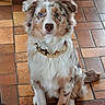 dog, australian_shepherd, puppy, heterochromatic_eyes, sitting, indoor, tile_floor, brown, white, fur, collar, decorative, pet, cute, animal, domestic, attentive, ears, tail, portrait