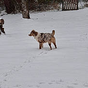 Arthemis participe au concours pour gagner de l'argent avec cette photo : dog, snow, winter, outdoor, animal, paw_prints, tree, fence, canine, nature, fur, cold, landscape, pet, standing, quiet, rural, mottled_coat, field, daylight