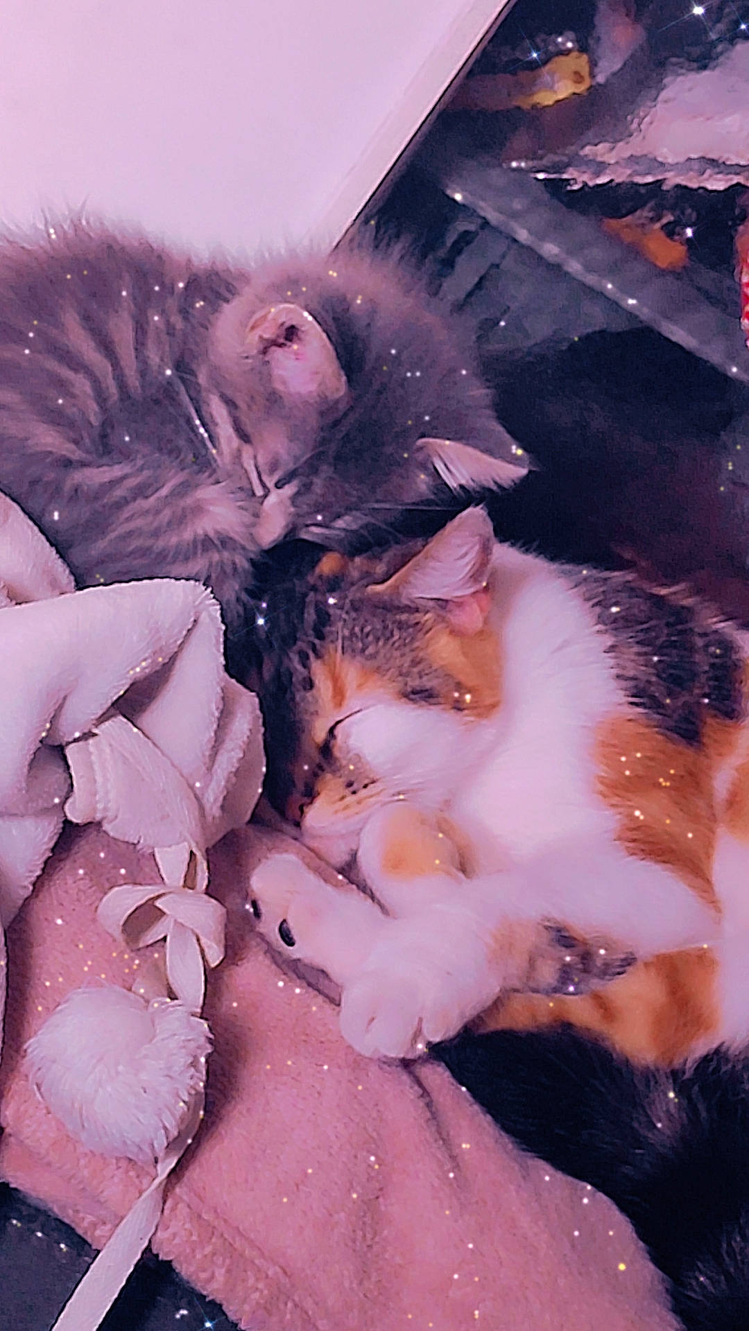 Minnie participe au concours pour gagner de l'argent avec cette photo : canidae, carnivore, cat, claw, comfort, domestic_short_haired_cat, fawn, felidae, freezing, fur, hug, lap, paw, petal, pink, small_to_medium_sized_cats, tail, tree, whiskers, winter