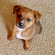 Cowboy is registered to the contest to win money with this photo: puppy, dog, young, pet, carpet, beige, cute, indoor, small, fur, animal, looking_up, ears, snout, paws, adorable, companion, domestic, mammal, waiting
