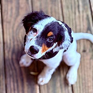 Finn joined the competition — help win amazing prizes! puppy, dog, pet, wooden_floor, curious, sitting, close_up, black_white_brown, young, animal, cute, outdoor, fur, canine, adorable, looking_up, portrait, domestic, companion, small