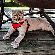 Gunny is registered to the contest to win money with this photo: animal, blue_eyes, cat, closeup, curious, domestic_cat, feline, harness, leash, metal_chair, nature, outdoor, paw, pet, relaxed, resting, striped, sunlight, wooden_deck, young_cat