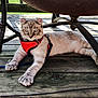 animal, blue_eyes, cat, closeup, curious, domestic_cat, feline, harness, leash, metal_chair, nature, outdoor, paw, pet, relaxed, resting, striped, sunlight, wooden_deck, young_cat