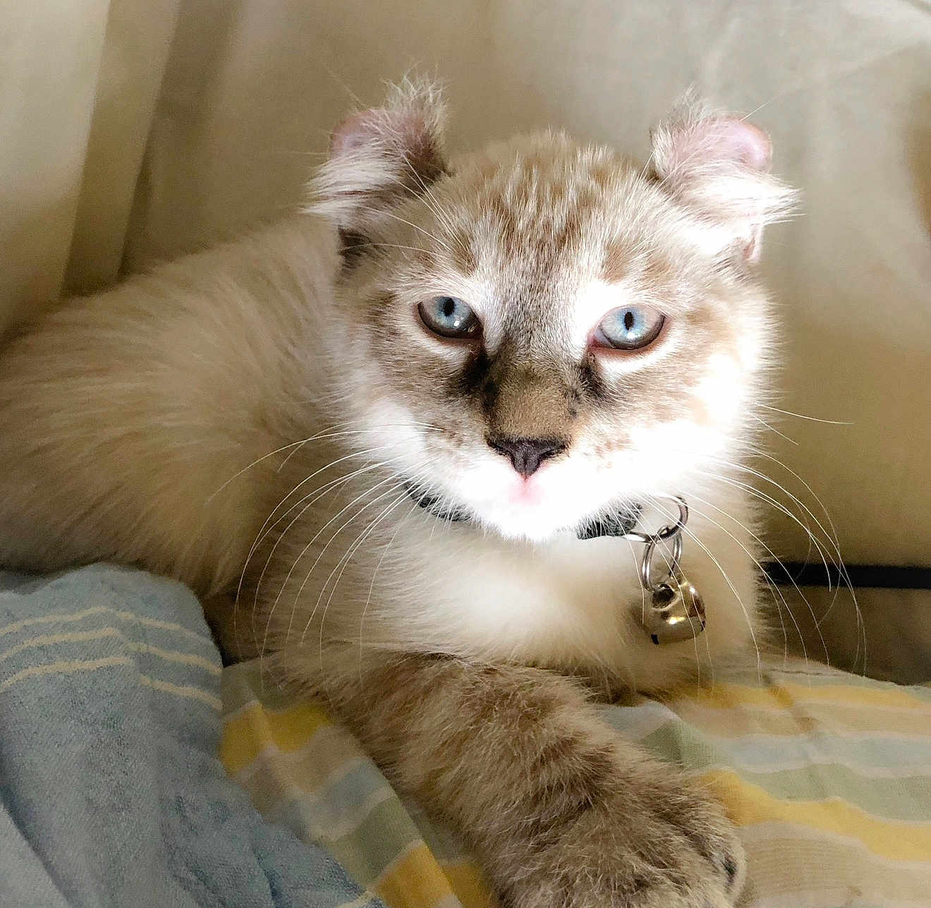 Gunny joined the competition — help win amazing prizes! cat, blue_eyes, fluffy, collar, bell, striped_blanket, close_up, whiskers, paw, relaxed, indoor, pet, feline, cute, soft_light, resting, domestic_cat, ears, muzzle, fur