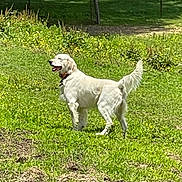 Smoky joined the competition — help win amazing prizes! dog, golden_retriever, grass, outdoor, field, greenery, sunlight, animal, pet, canine, nature, summer, happy, tail, fur, collar, muzzle, walking, playful, daytime