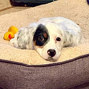 Nell joined the competition — help win amazing prizes! animal, bed, black_patch, carpet, closeup, cozy, cute, dog, domestic, indoor, lying_down, pet, puppy, relaxed, resting, rubber_duck, soft_texture, toy, white_fur, young_dog