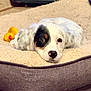 animal, bed, black_patch, carpet, closeup, cozy, cute, dog, domestic, indoor, lying_down, pet, puppy, relaxed, resting, rubber_duck, soft_texture, toy, white_fur, young_dog