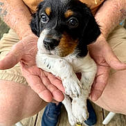 Maggie May joined the competition — help win amazing prizes! puppy, dog, hands, person, outdoor, wooden_deck, black_fur, white_fur, brown_fur, sitting, close_up, pet, young, cute, small, animal, holding, casual_clothing, blue_shoes, tattoo