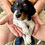 animal, black_fur, blue_shoes, brown_fur, casual_clothing, close_up, cute, dog, hands, holding, outdoor, person, pet, puppy, sitting, small, tattoo, white_fur, wooden_deck, young