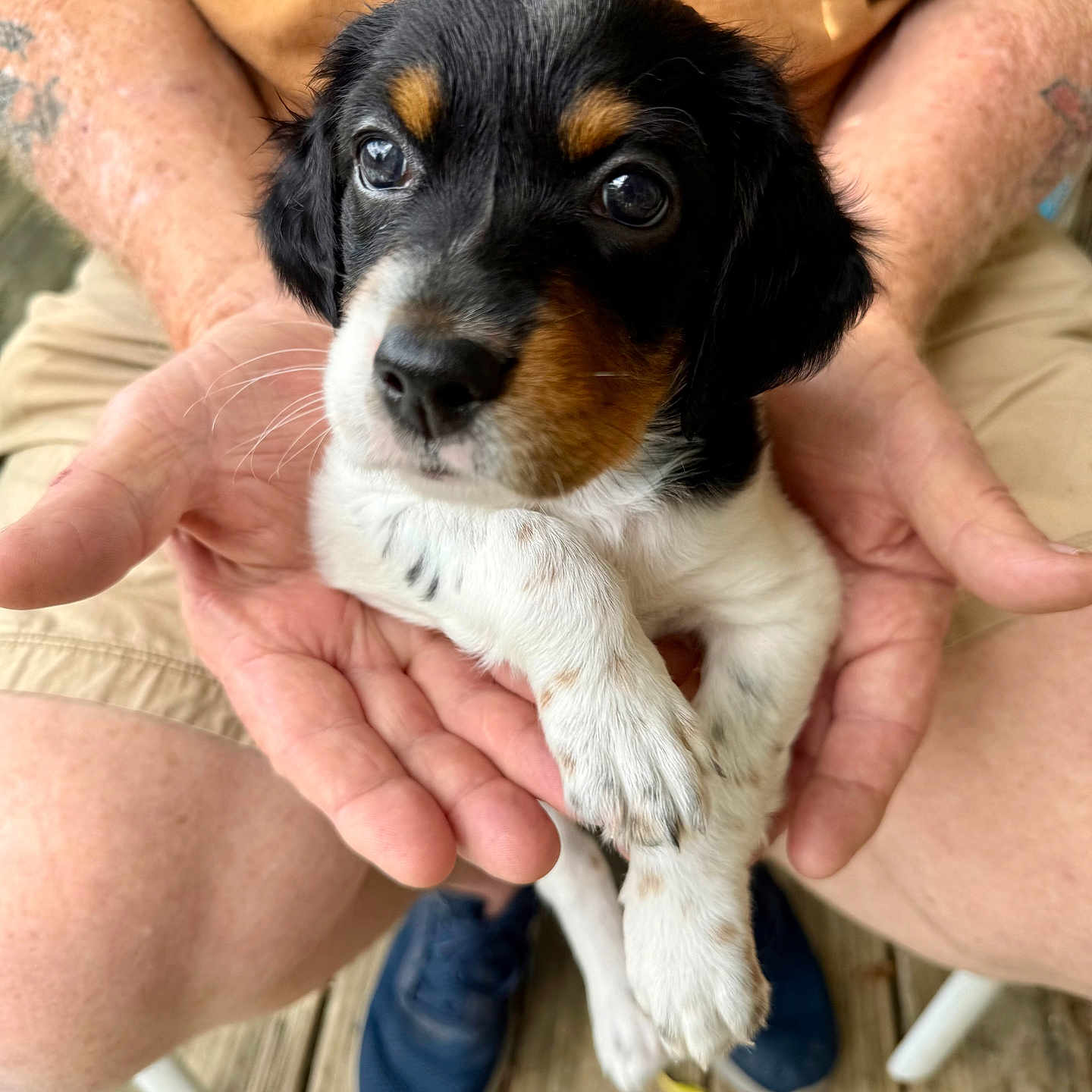 Maggie May joined the competition — help win amazing prizes! animal, black_fur, blue_shoes, brown_fur, casual_clothing, close_up, cute, dog, hands, holding, outdoor, person, pet, puppy, sitting, small, tattoo, white_fur, wooden_deck, young