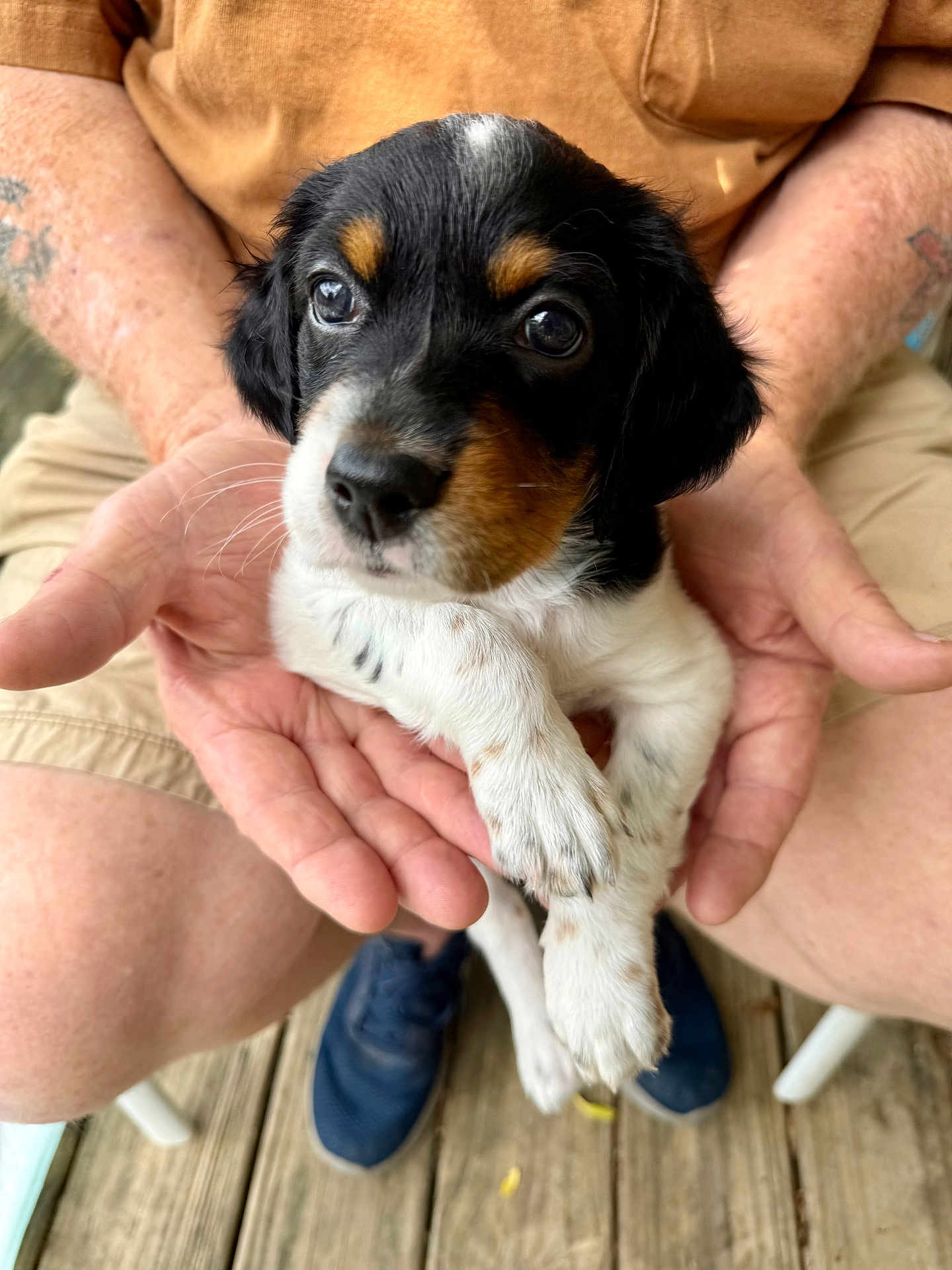 Maggie May joined the competition — help win amazing prizes! puppy, dog, hands, person, outdoor, wooden_deck, black_fur, white_fur, brown_fur, sitting, close_up, pet, young, cute, small, animal, holding, casual_clothing, blue_shoes, tattoo